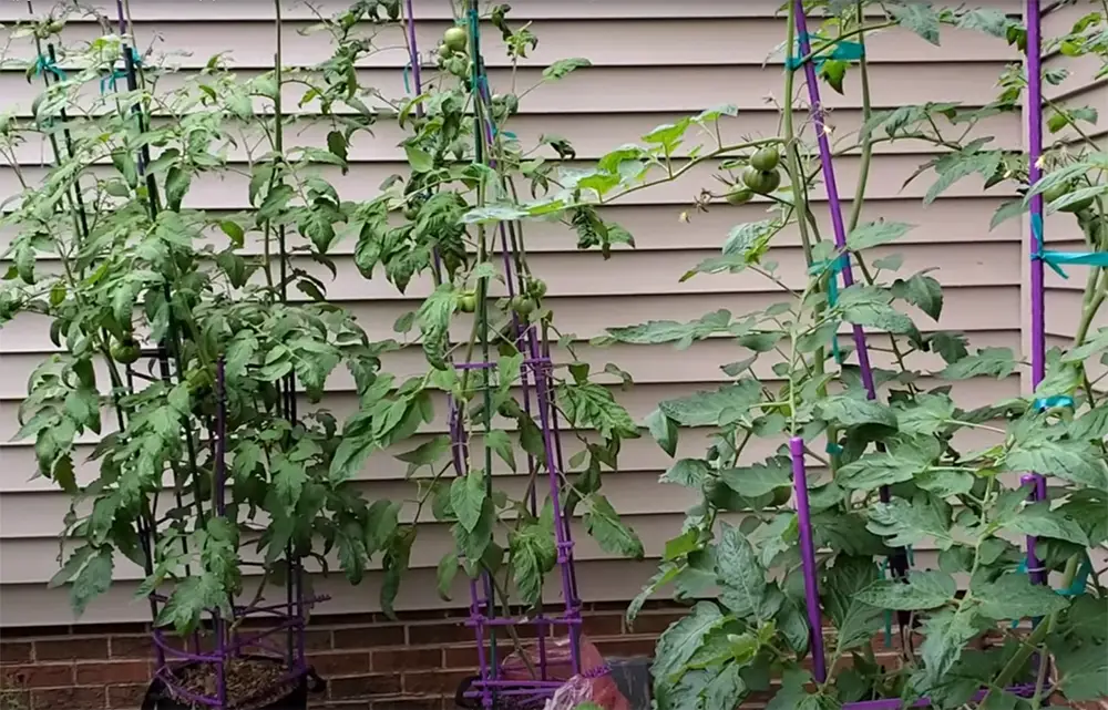 How Tall Should Tomato Plants Grow?
