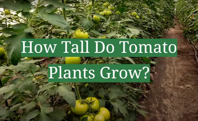 How Tall Do Tomato Plants Grow? - GardenProfy