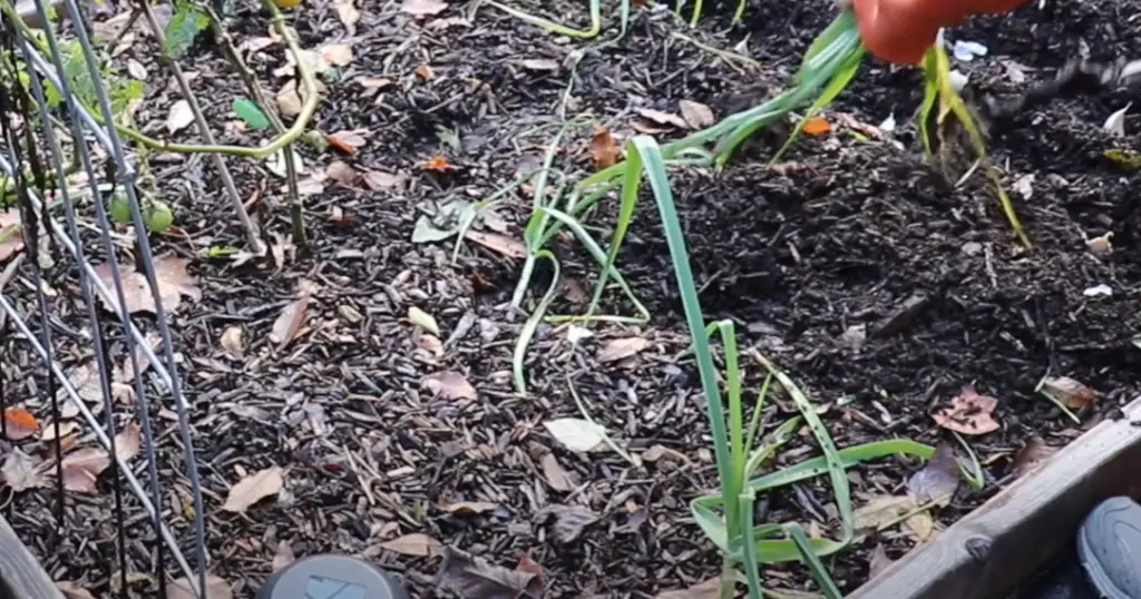 How to Care for Garlic in Zone 6?