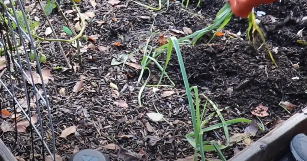 When to Plant Garlic in Zone 6? GardenProfy