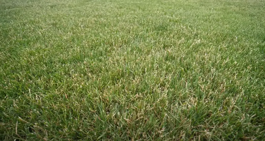 How to Care for Perennial Ryegrass?