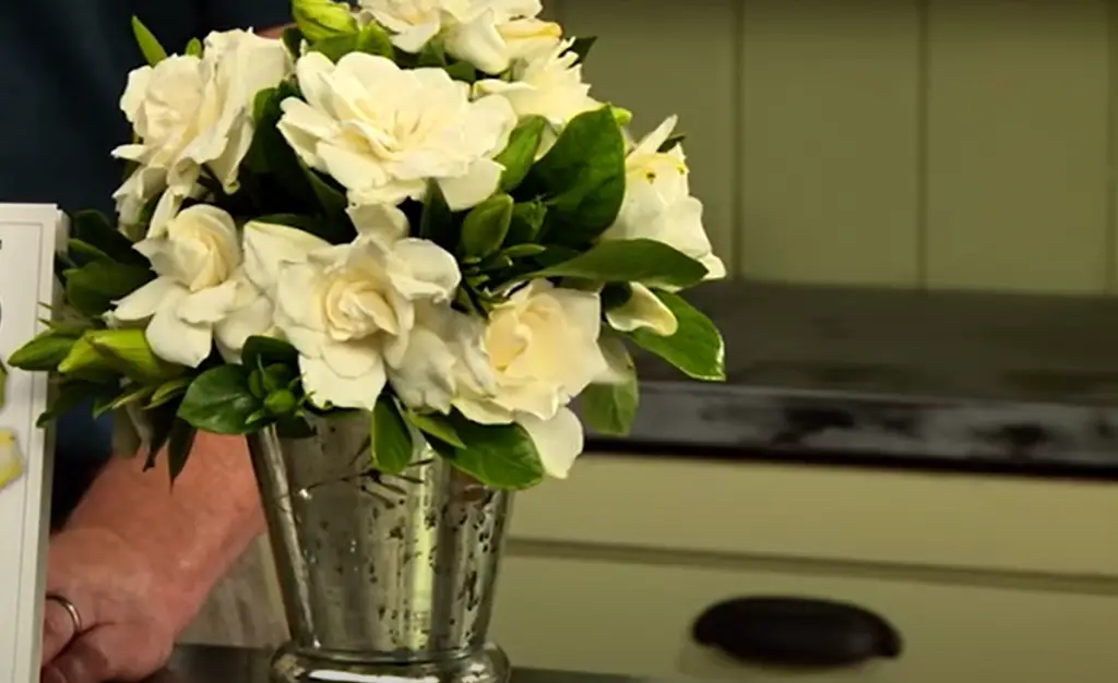 How to Cut Gardenia Flowers
