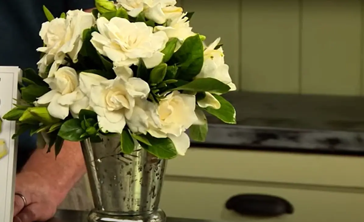 How to Cut Gardenia Flowers? GardenProfy