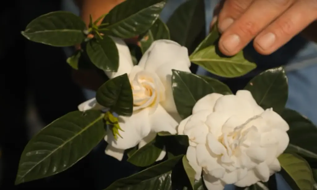 Should you cut off gardenia flowers?