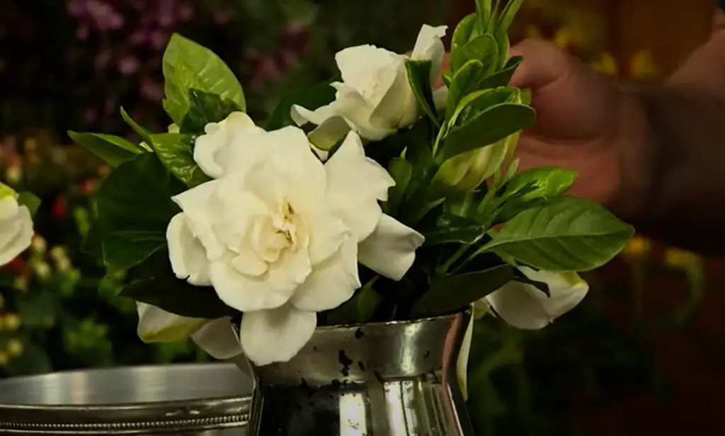 How do you keep gardenias blooming?