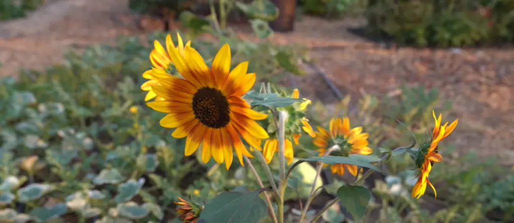 How to Select Seeds for Planting Sunflowers?