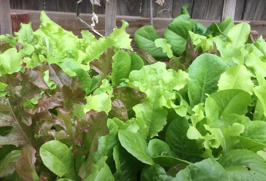 Can I Fertilize Lettuce Leaf?