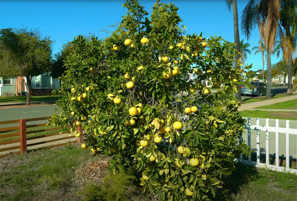 About Citrus Trees