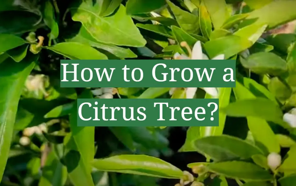 How to Grow a Citrus Tree? GardenProfy