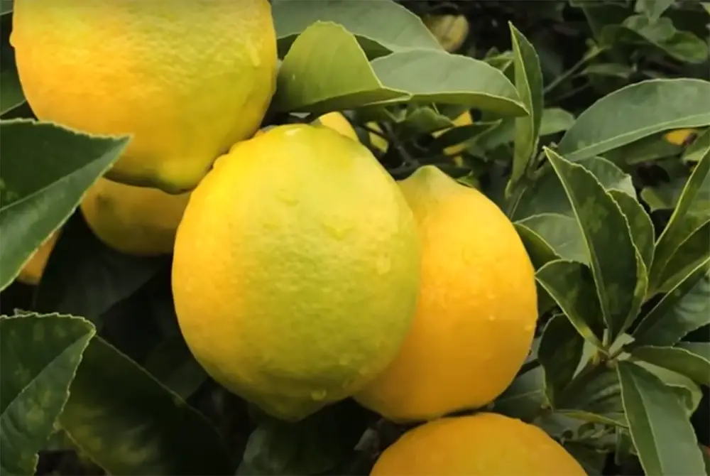 How to Care for Citrus Trees?
