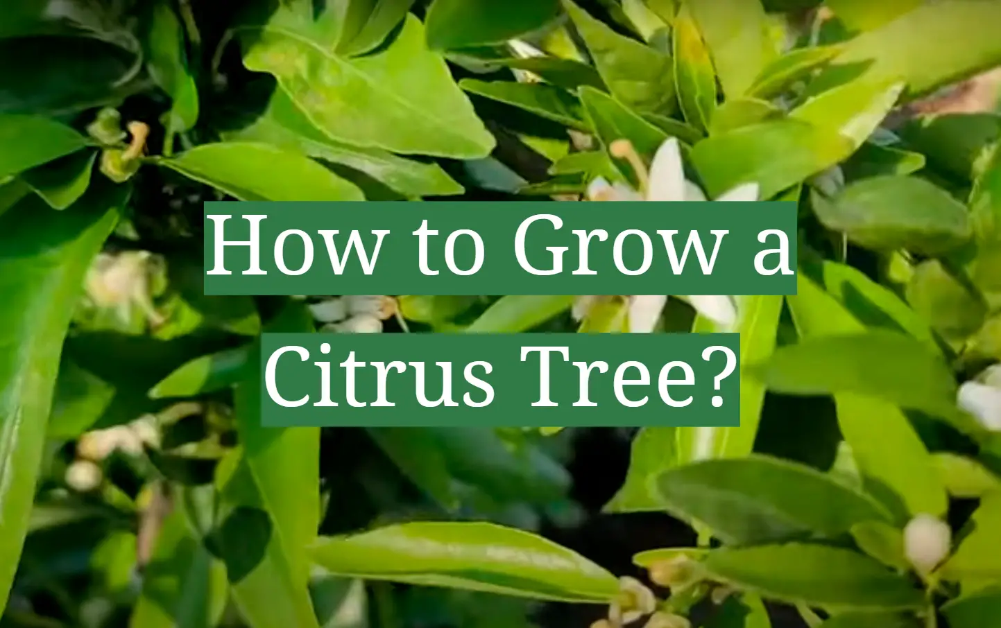 How to Grow a Citrus Tree?