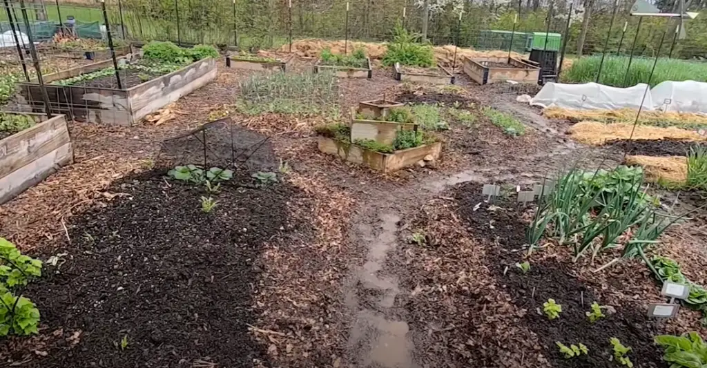 How to Grow a Vegetable Garden?