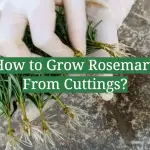 How to Grow Rosemary From Cuttings?