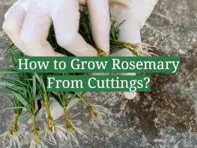 How to Grow Rosemary From Cuttings?