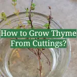 How to Grow Thyme From Cuttings?