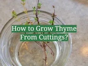 How to Grow Thyme From Cuttings?