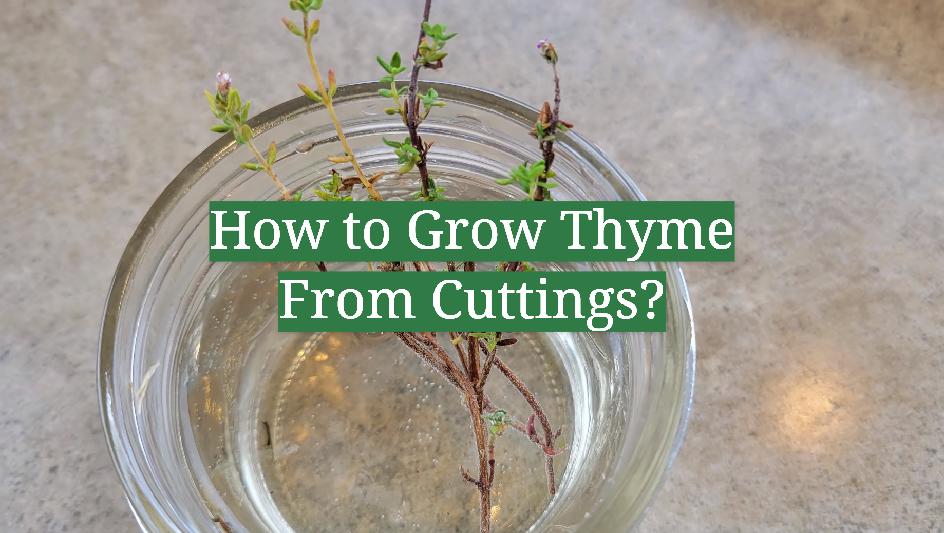 How to Grow Thyme From Cuttings? GardenProfy