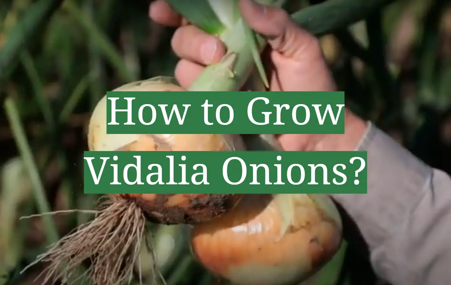 How to Grow Vidalia Onions?