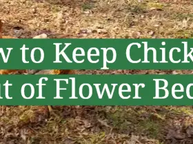 How to Keep Chickens Out of Flower Beds?