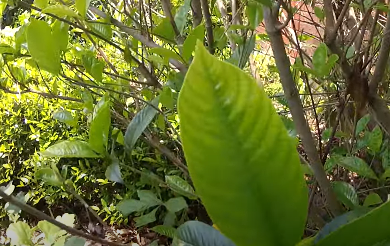 How to Revive a Dying Gardenia? GardenProfy