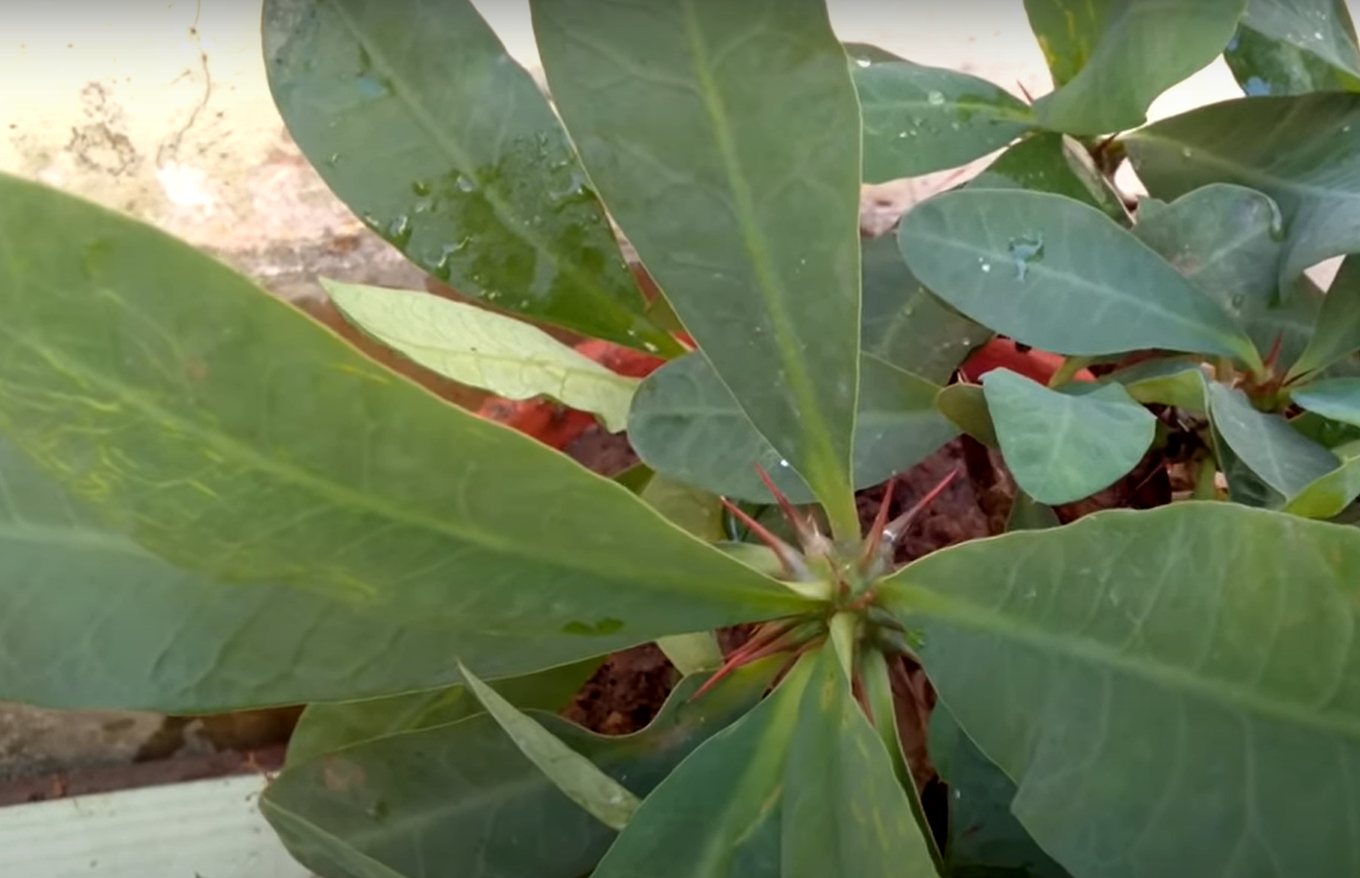 How to Revive a Dying Gardenia? GardenProfy