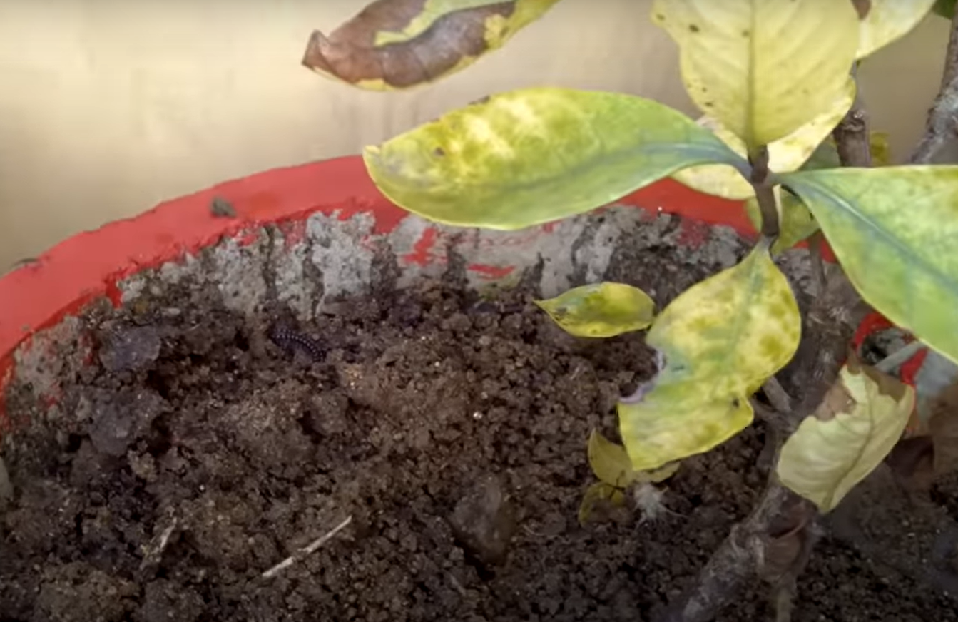 How to Revive a Dying Gardenia? GardenProfy