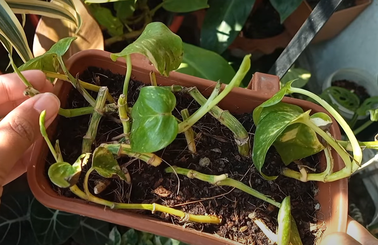 How to Revive a Dying Gardenia? GardenProfy