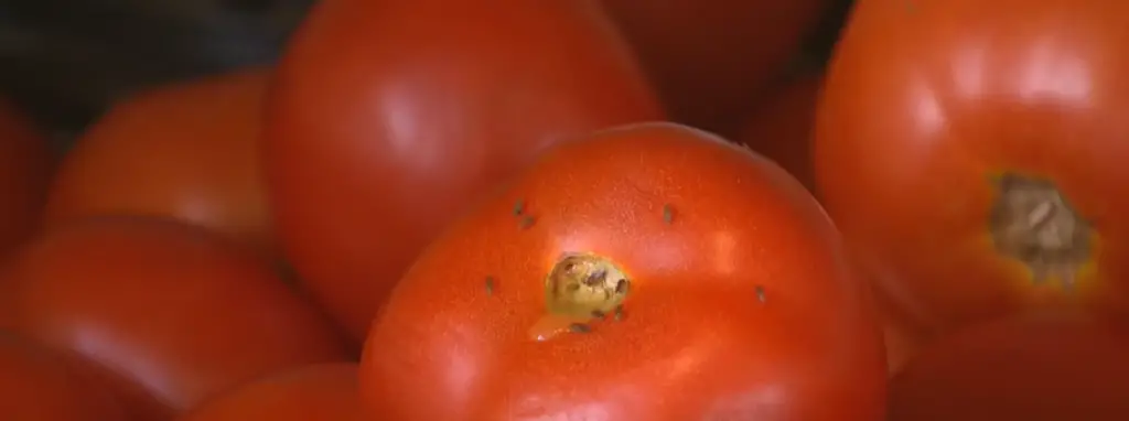 How to Store Tomatoes?