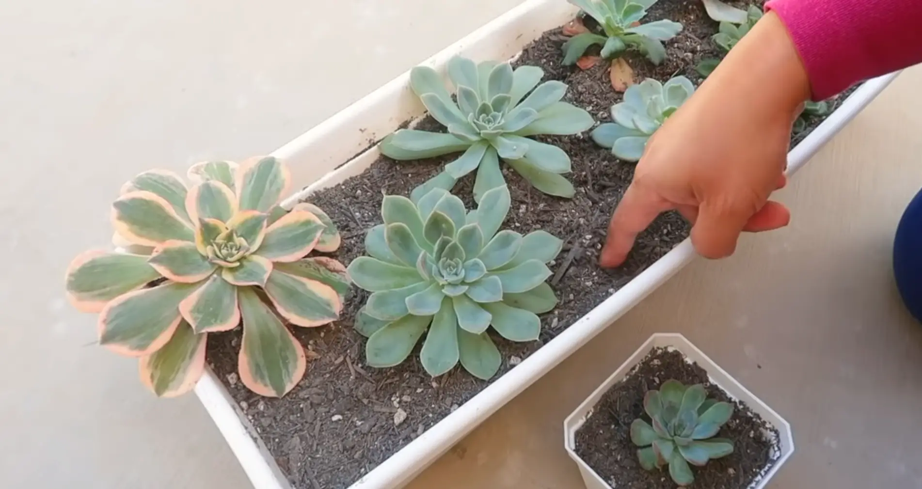 How to Water Succulents?