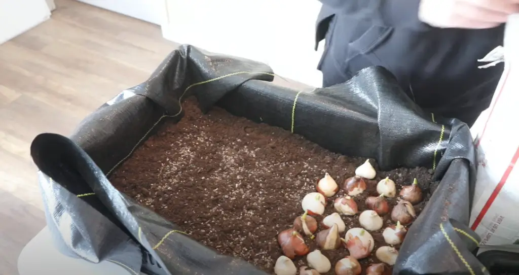 How to Select Tulip Bulbs?