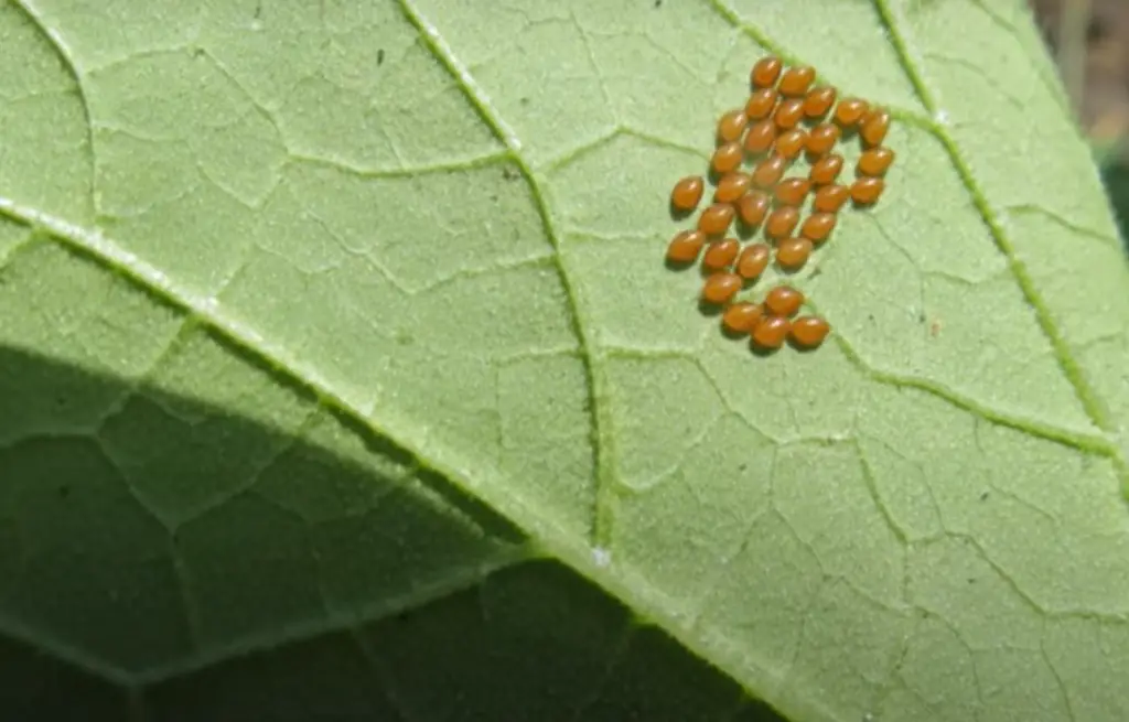 Why Do Some Insects Lay Eggs That Look Like Seeds on Plants?