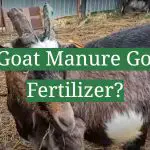 Is Goat Manure Good Fertilizer?