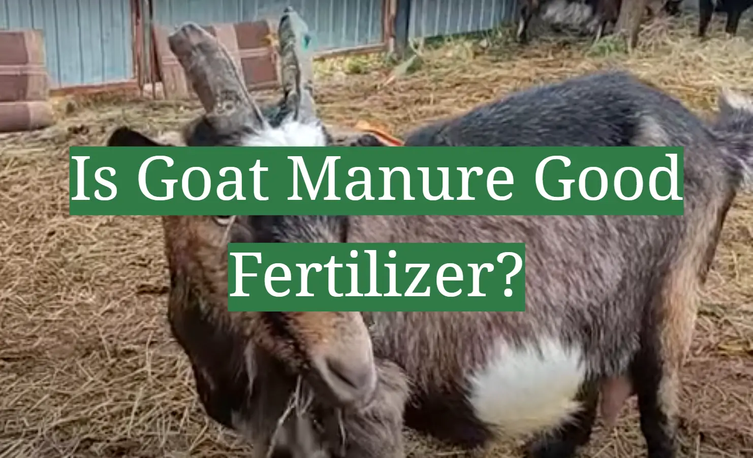 Is Goat Manure Good Fertilizer?