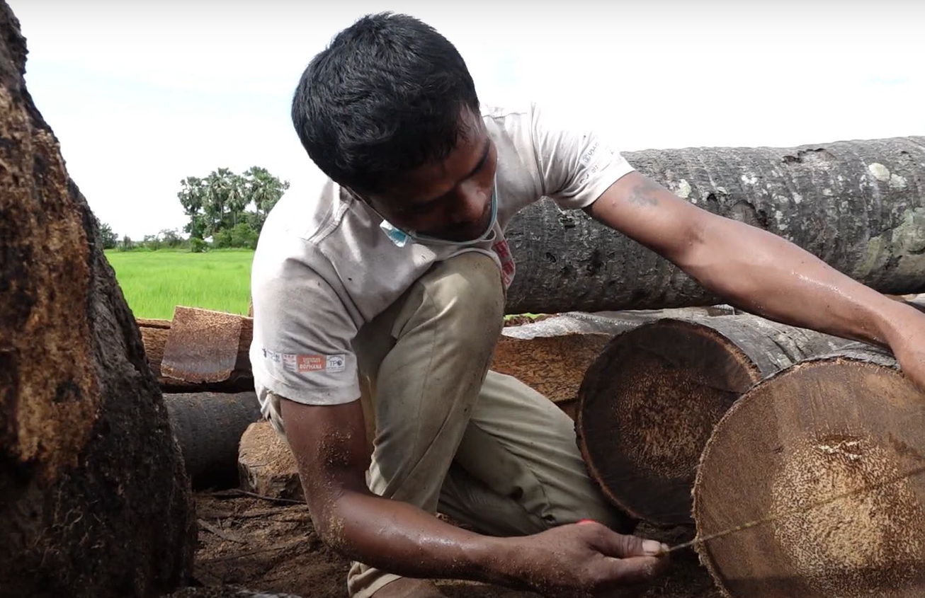 Is Palm Tree Wood Good for Anything? GardenProfy