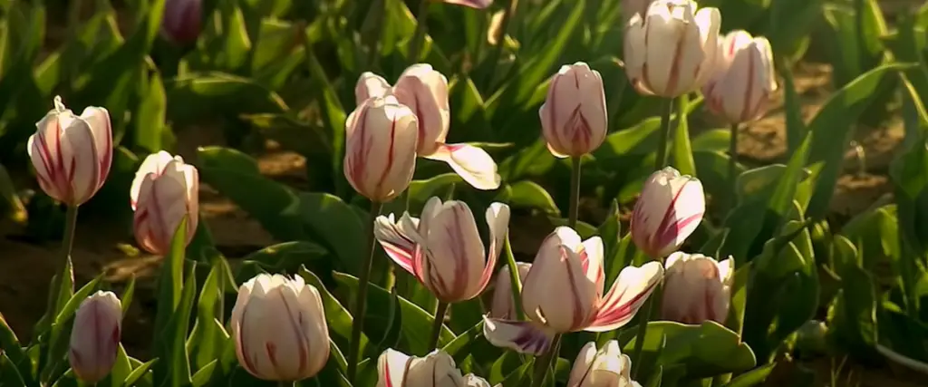 Is Texas Suitable for Growing Tulips?