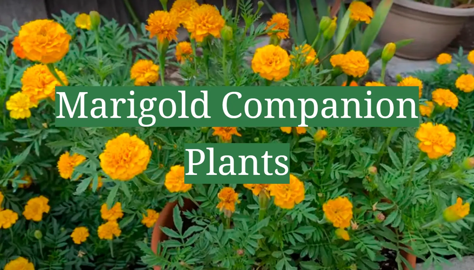 Marigold Companion Plants