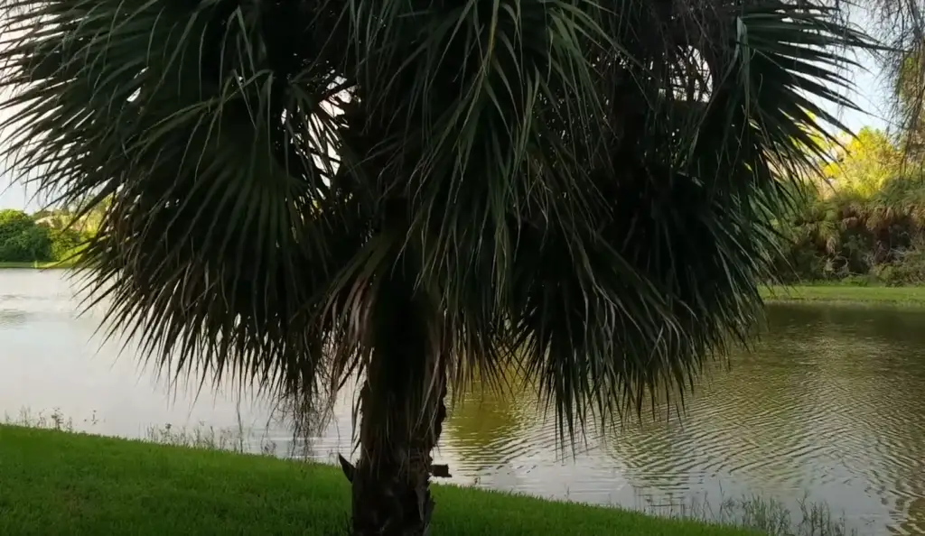 What is the difference between a saw palmetto and a cabbage palm?
