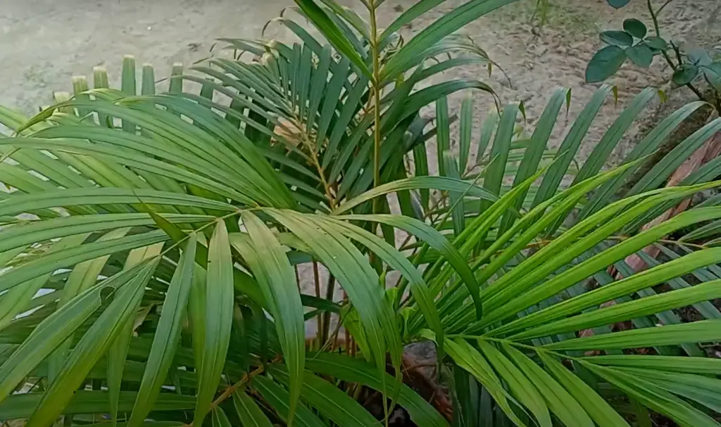 Do Palm Trees Become Diseased and How to Fertilize Them?