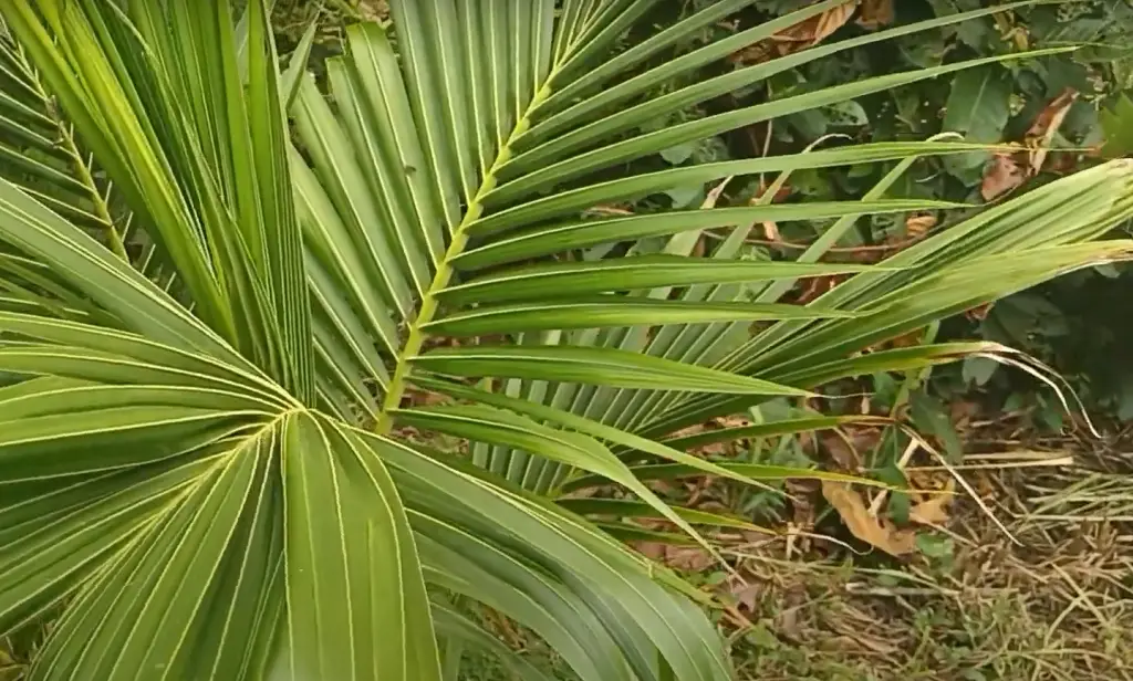 What is another name for a palmetto tree?