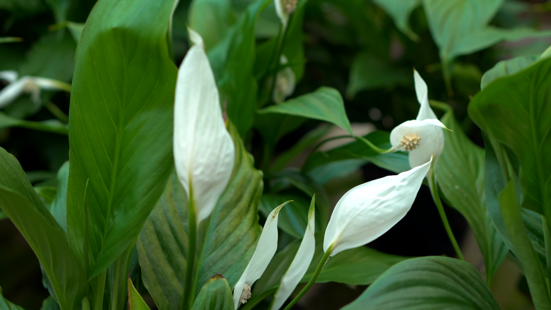 Peace Lilies