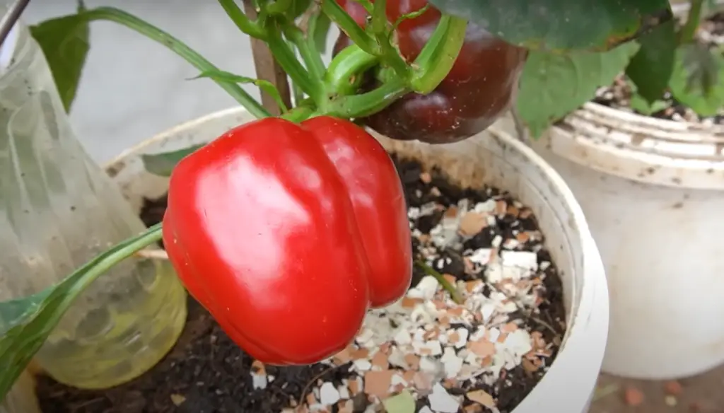What can I plant next to peppers and tomatoes?