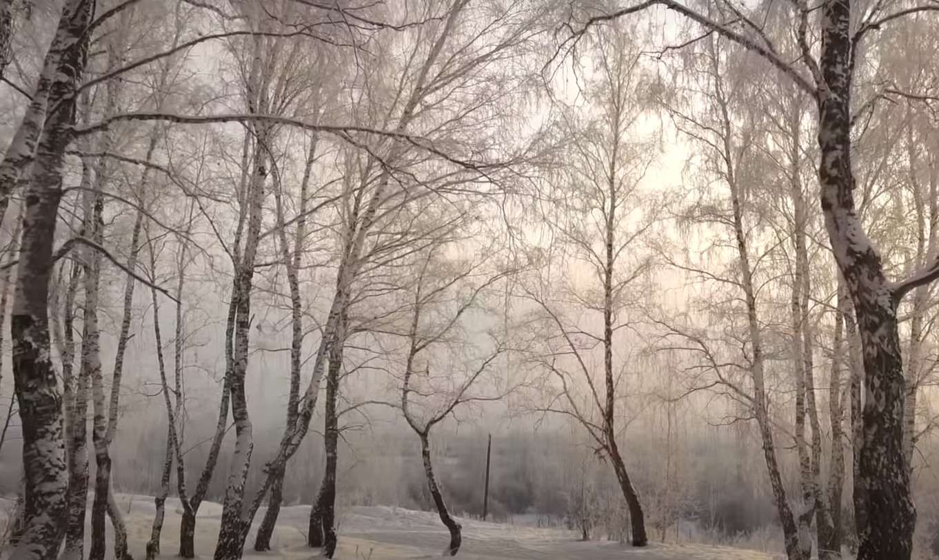 Poplar vs. Birch Tree What’s the Difference? GardenProfy