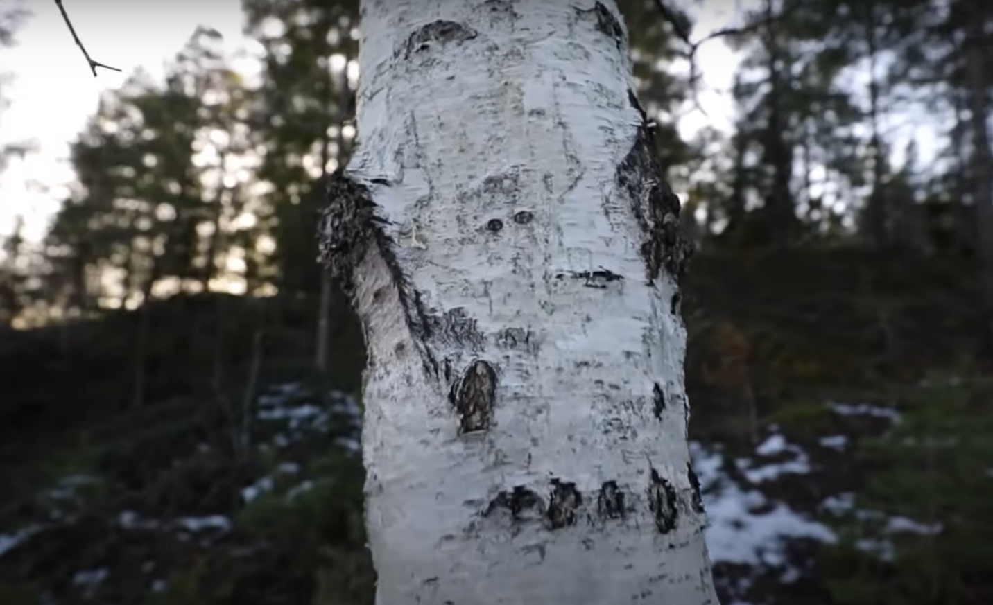 Poplar vs. Birch Tree: What’s the Difference? - GardenProfy