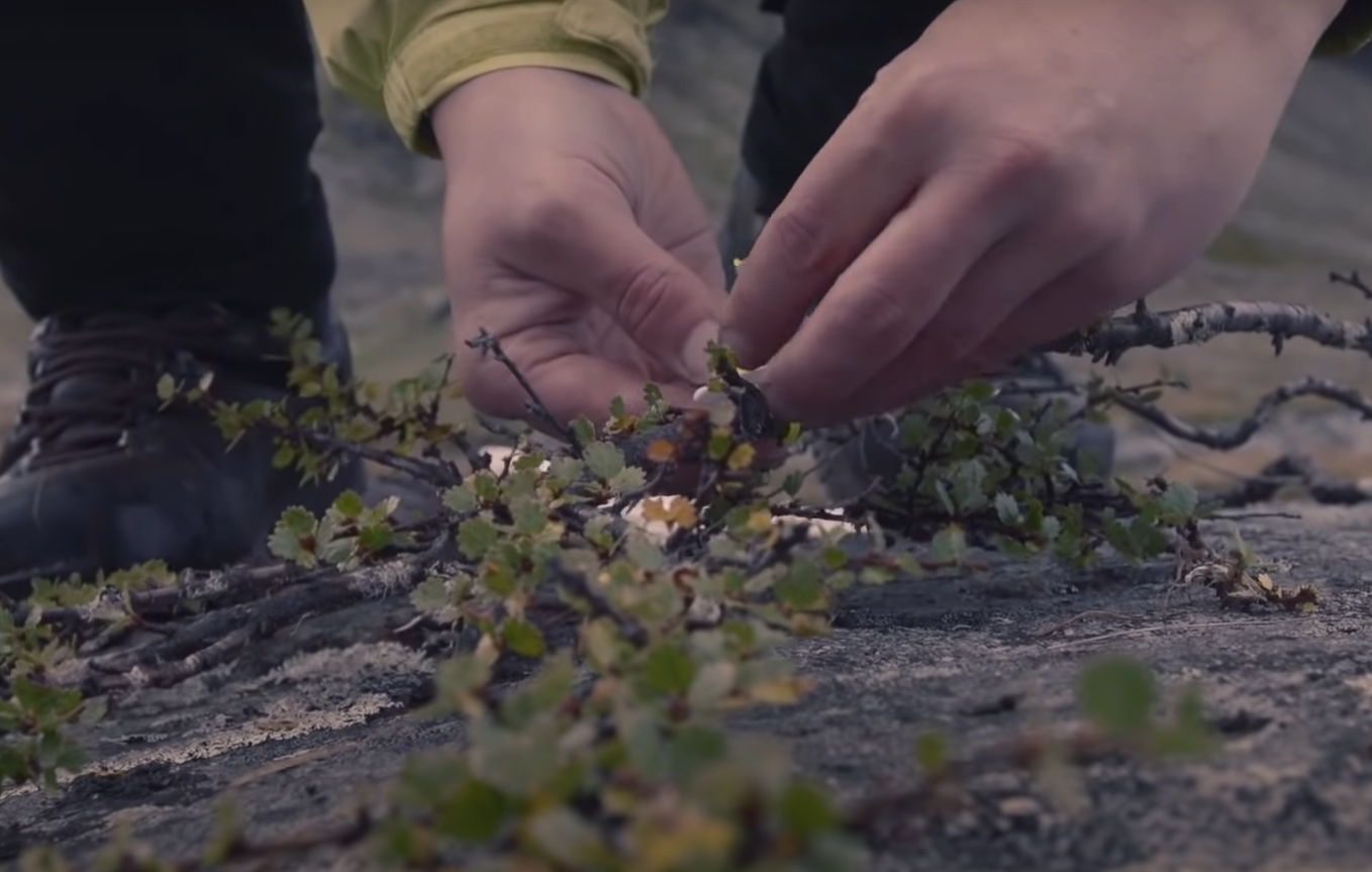 Poplar vs. Birch Tree What’s the Difference? GardenProfy