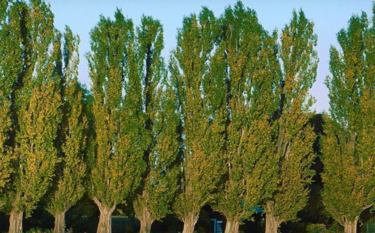 Poplar vs. Birch Tree: What’s the Difference? - GardenProfy