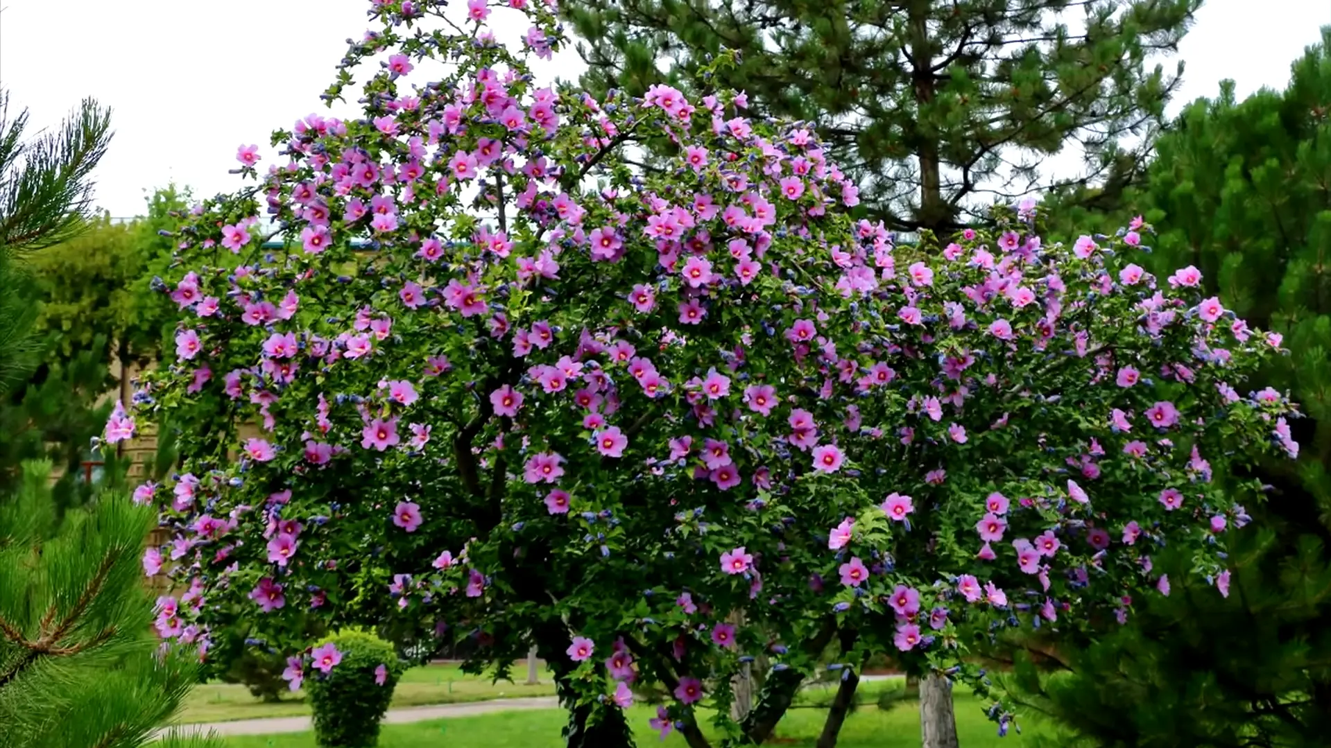 Popularity of Hibiscus Braided Tree as outdoor decoration