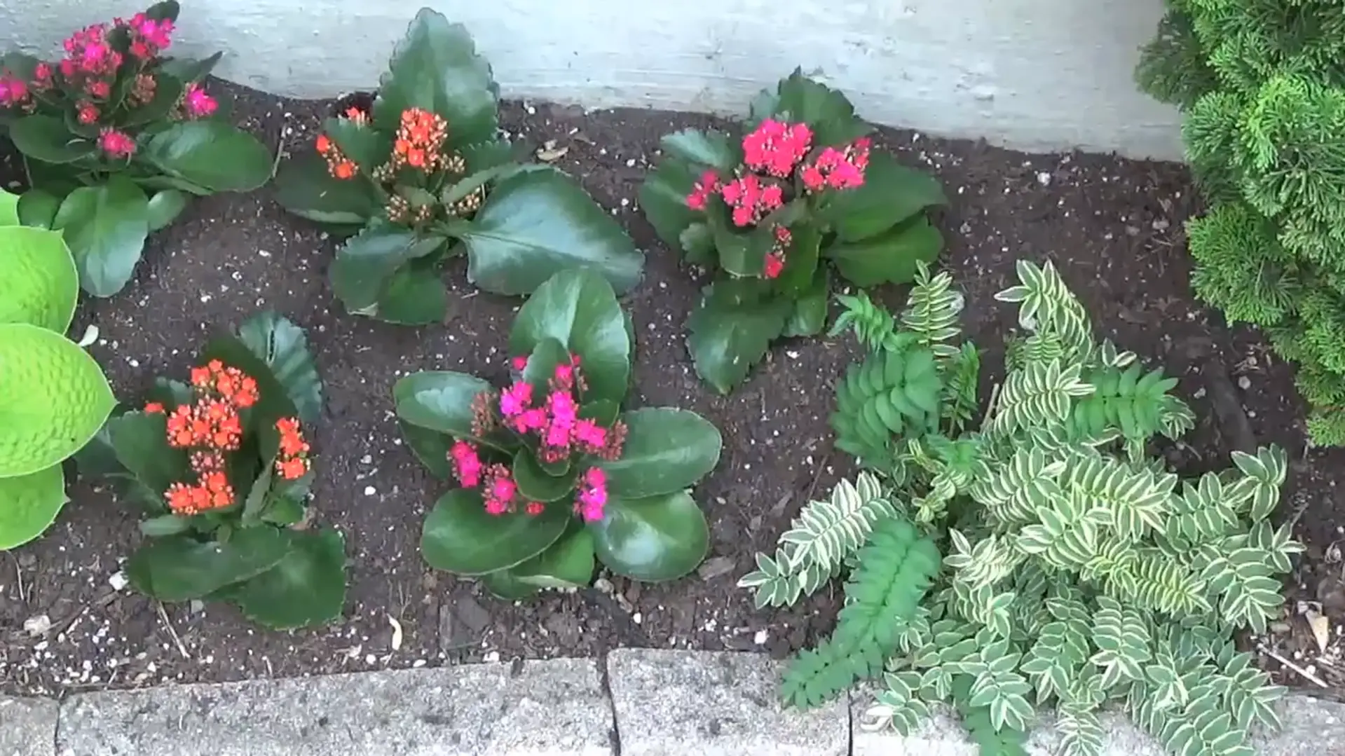 Popularity of Kalanchoe as an outdoor decoration