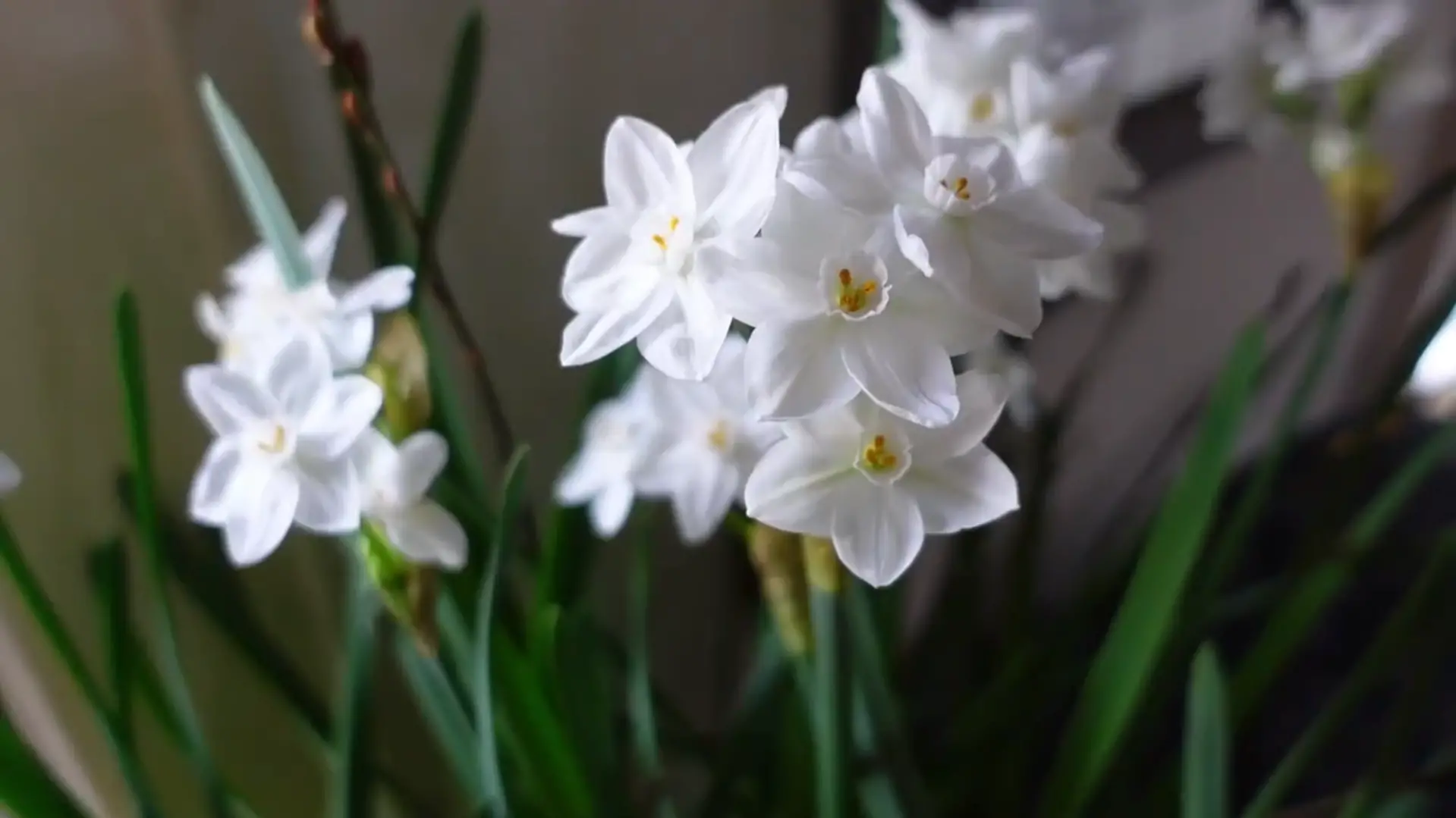Popularity of Paperwhites as outdoor decoration