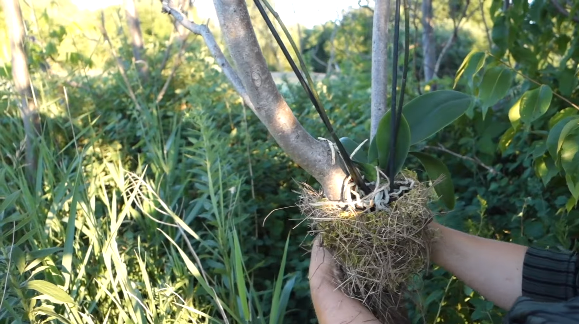 Soil and Substrate Preparation