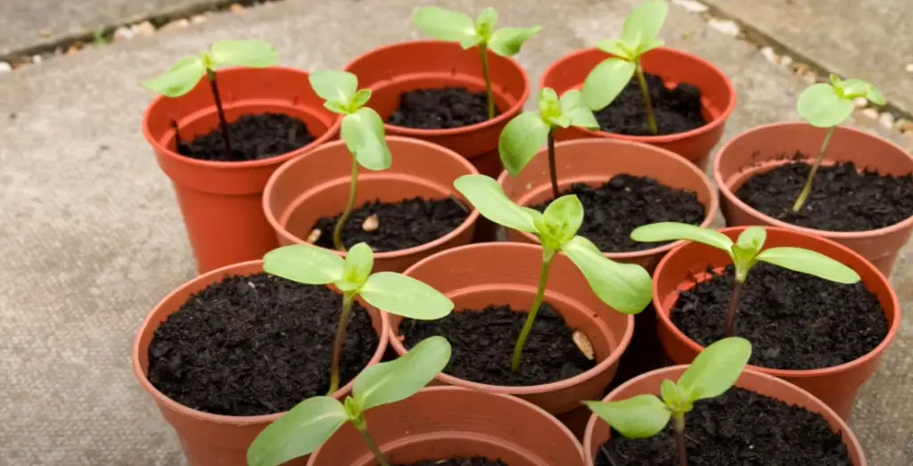 Spring Planting